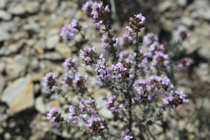 thymus vulgaris (2) (1200 x 800)6